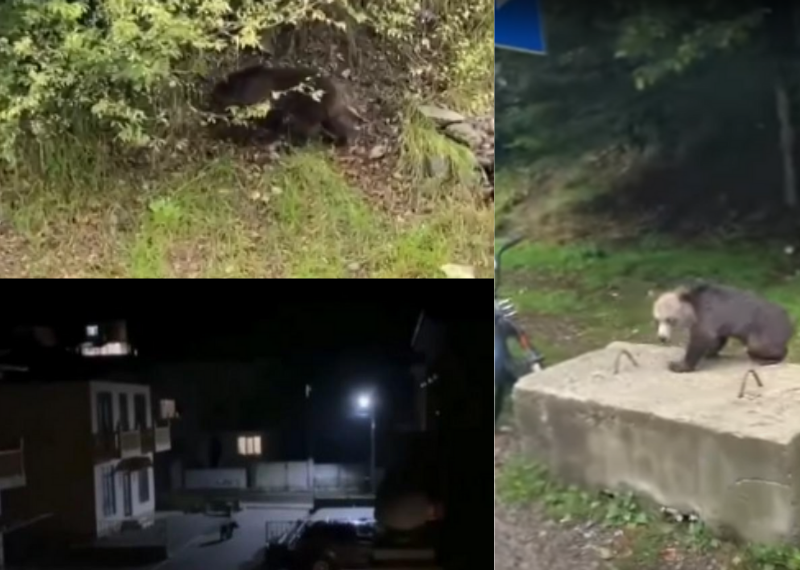 Медведи, попавшие в кадр на территории Сочи.png