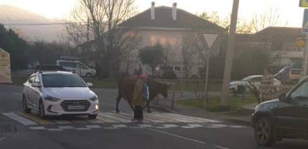 Коровы Сочи на пешеходном переходе .JPG