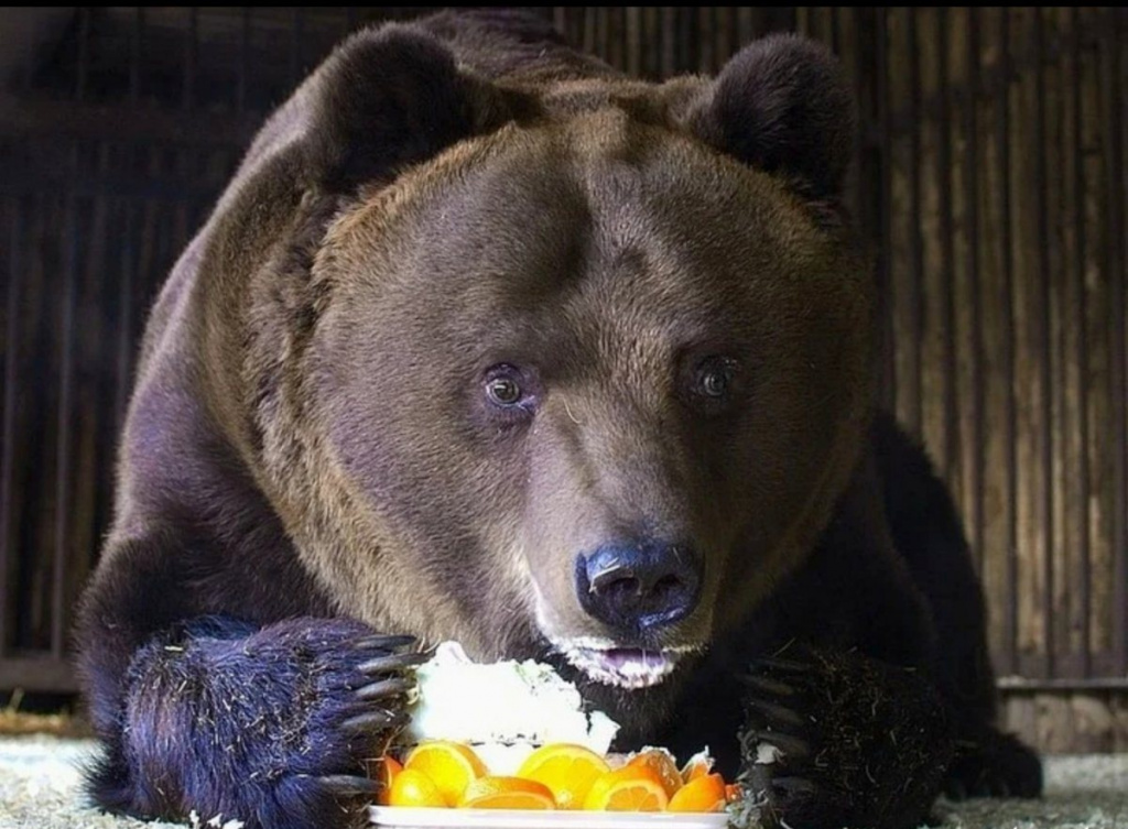 Сейчас медведи запасаются жиром перед зимней спячкой и активно ищут еду.jpg