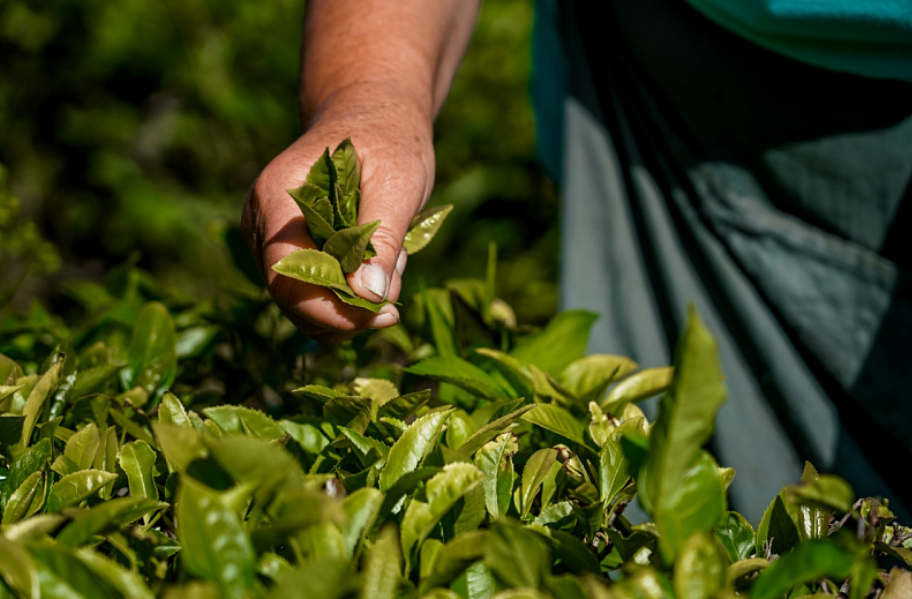 Фермеры применяли определенные технологии обрезки чая и тщательно следили за состоянием шпалеров.png